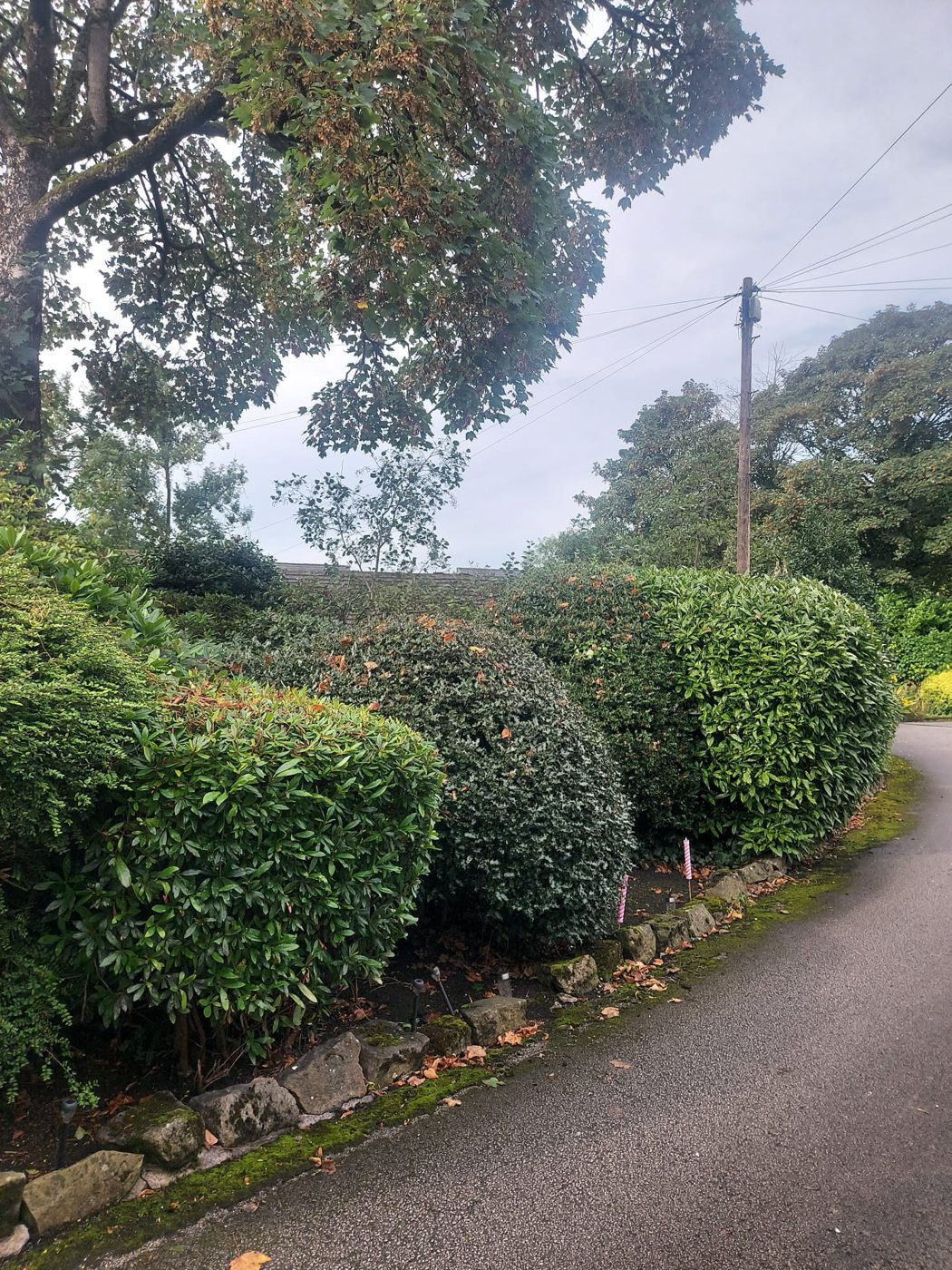 Trimmed mixed hedges beside a paved path
