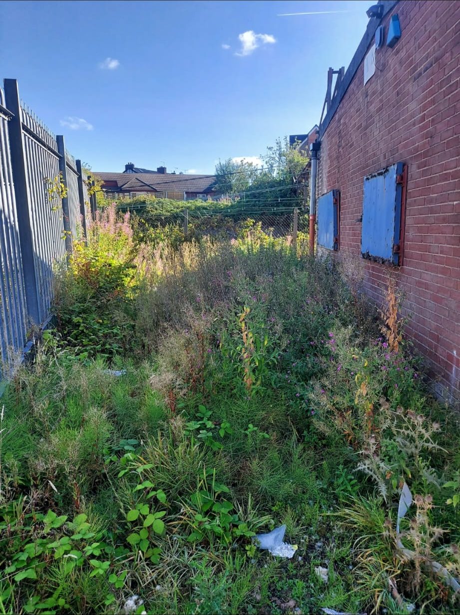 Overgrown vegetation between a metal fence and brick building before clearance
